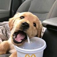 cachorrosbr08