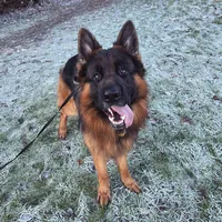 original sound - tankthegs