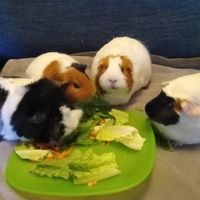 i.love.guinea.pigs.222