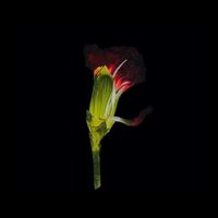 ghost_of_grace
