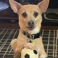 chihuahuamom8