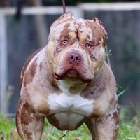 dwkkennel
