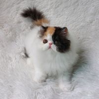 lobiviacat