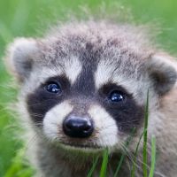 оригінальний звук