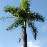 SZA Doves In The Wind