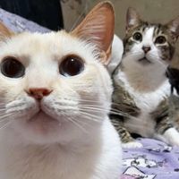 refugiocolitasfelices