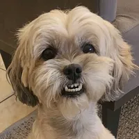 você perdeu um cachorro