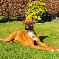 boxer_27.03
