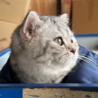 acepetshop