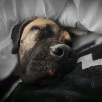 original sound - talltailstransport