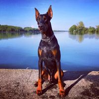 dobermann_nero