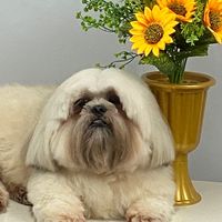nicky_vida_de_pet