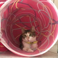 artemicia.mau