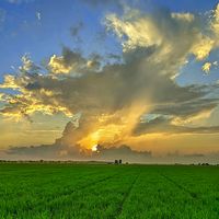 suara asli - Wahyu Basuni