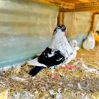 original sound - elhadjndnoye