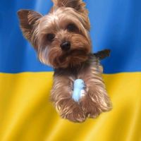 оригінальний звук