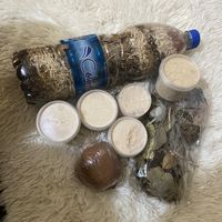 masantechezfatimlarose