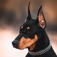 оригінальний звук