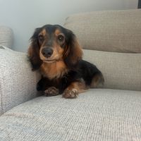 peatheweenie