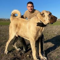 yetisir_kangal