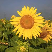 suara asli - tehniswa