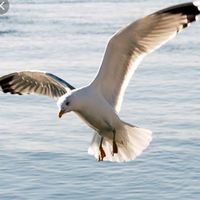 gaivotamel2