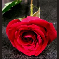 puroamor_3
