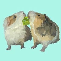 4everbiscuitandgizmo