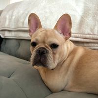 benjifrenchie13