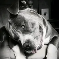 Compraram o cachorro errado