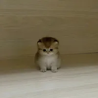 original sound - kittenkotty