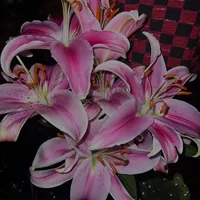 original sound - renscatisland