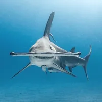 original sound - sharkmusicvideo