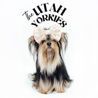 theutahyorkies