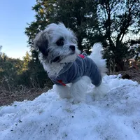 original sound - myf904