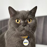 оригінальний звук