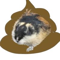 sonturitupuli