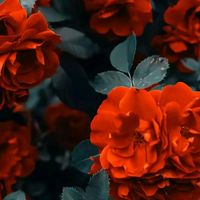 123coracao1apaixonado