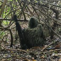 hantu19800