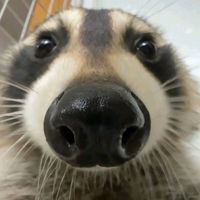 tylo.ae