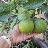 umjardimparacuidar2025