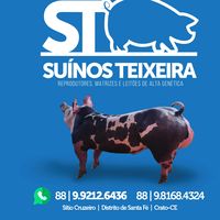 suinosteixeira