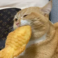 original sound - catswmusic