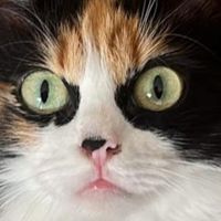 marcelitalaenojadita