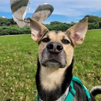 ragnaritoelperrito