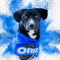 original sound - oreofigueiredo