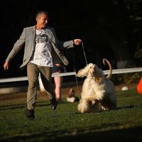 afghan_hound_dolce_dea