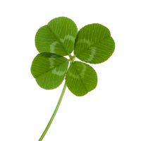 clover1556