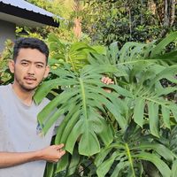 suara asli - DLY Plant