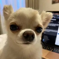 original sound - elvis_bebris